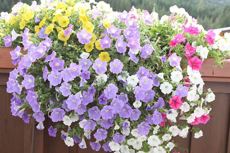 Blumen am Balkon im Haus Maria